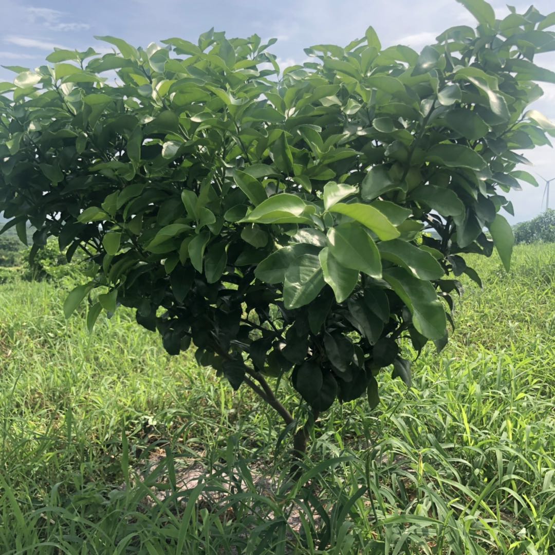 湖南樹人農林科技有限公司,湖南柑橘品種銷售,中國果樹網,常綠果樹類哪里好