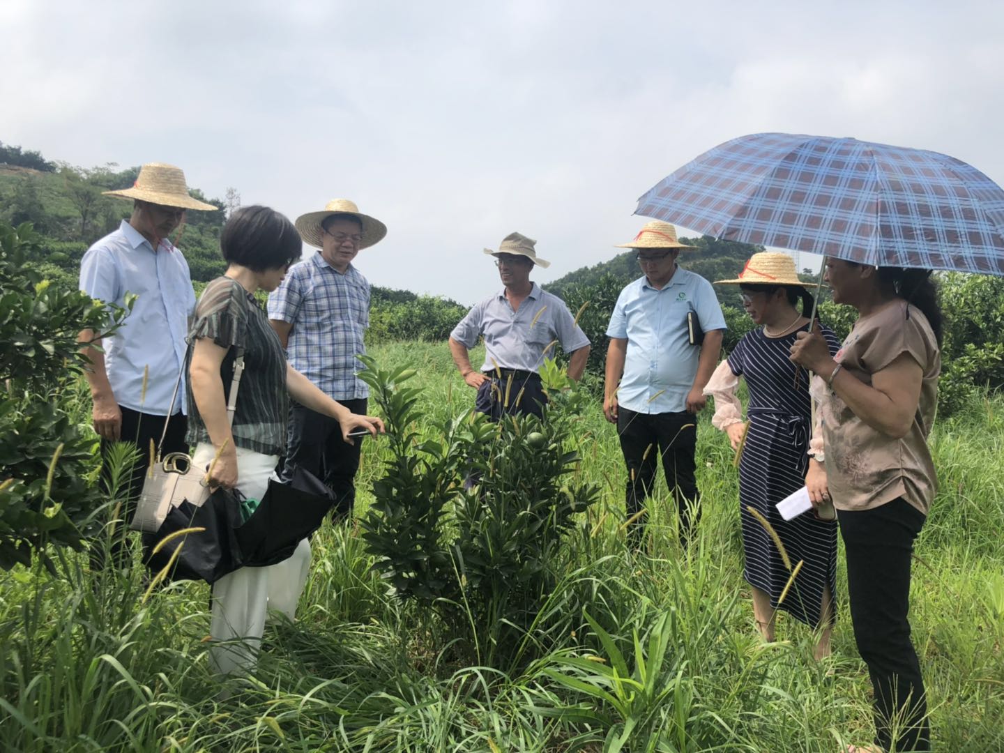 湖南樹人農林科技有限公司,湖南柑橘品種銷售,中國果樹網,常綠果樹類哪里好