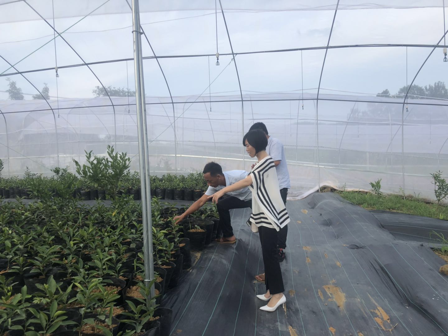 湖南樹人農林科技有限公司,湖南柑橘品種銷售,中國果樹網,常綠果樹類哪里好