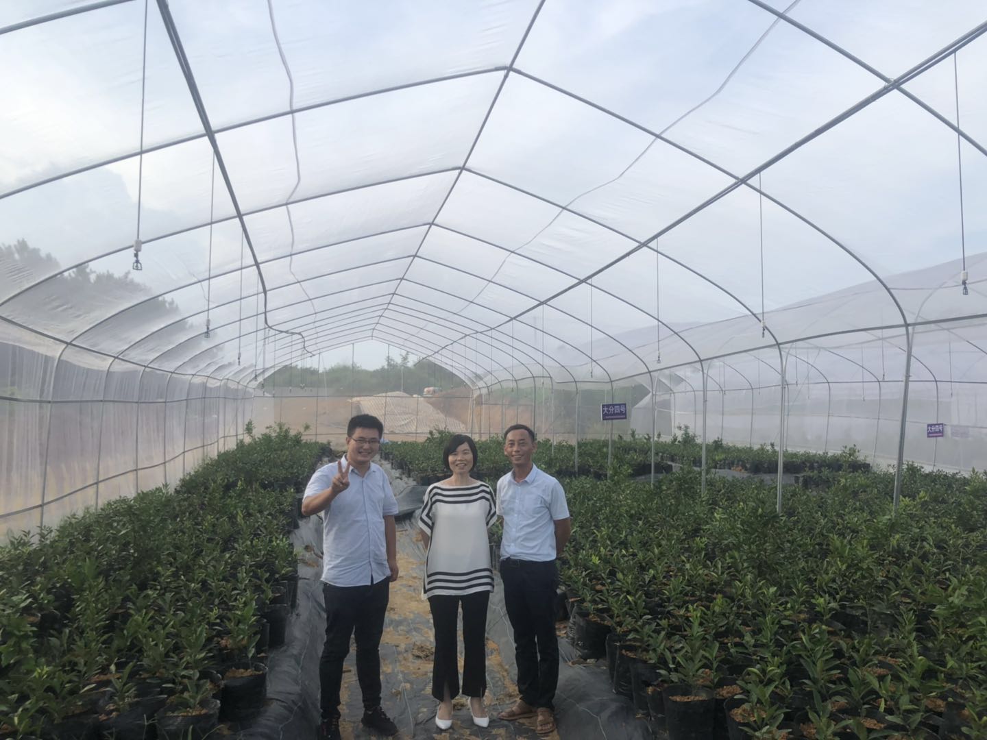 湖南樹人農林科技有限公司,湖南柑橘品種銷售,中國果樹網,常綠果樹類哪里好