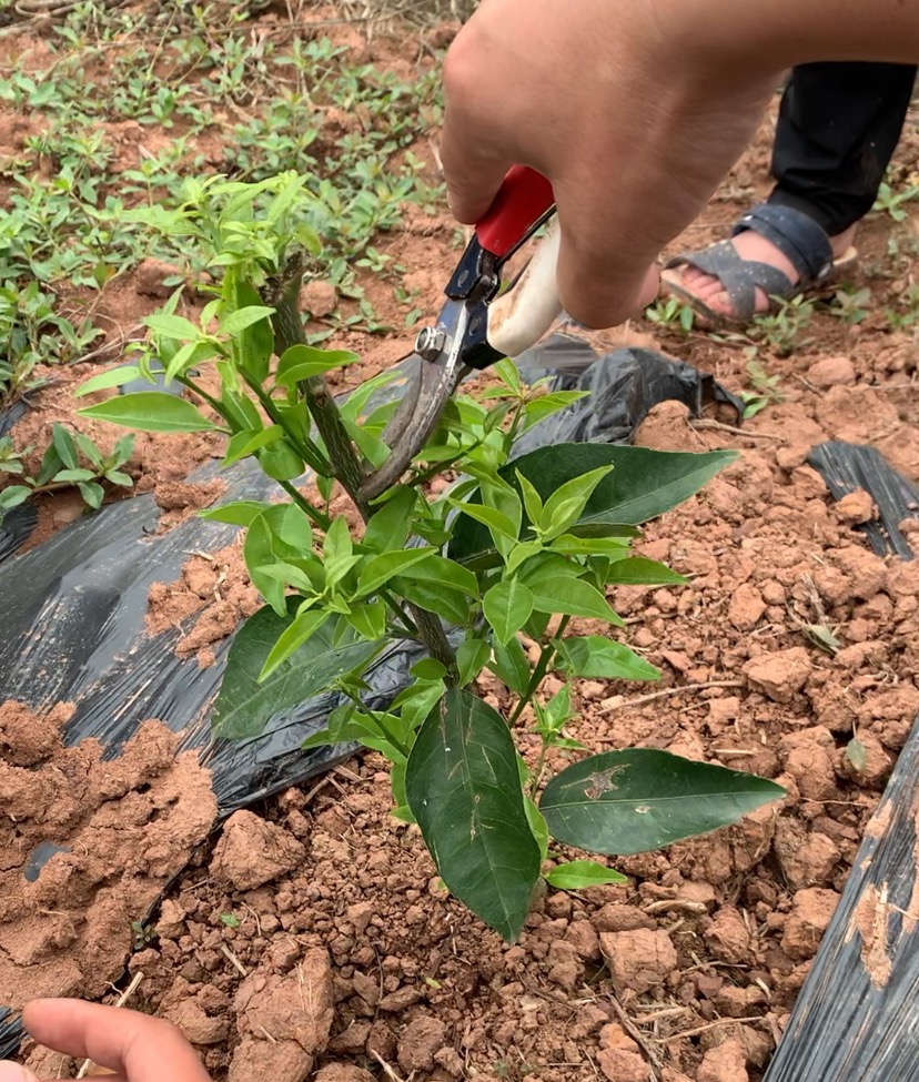 湖南樹人農林科技有限公司,湖南柑橘品種銷售,中國果樹網,常綠果樹類哪里好