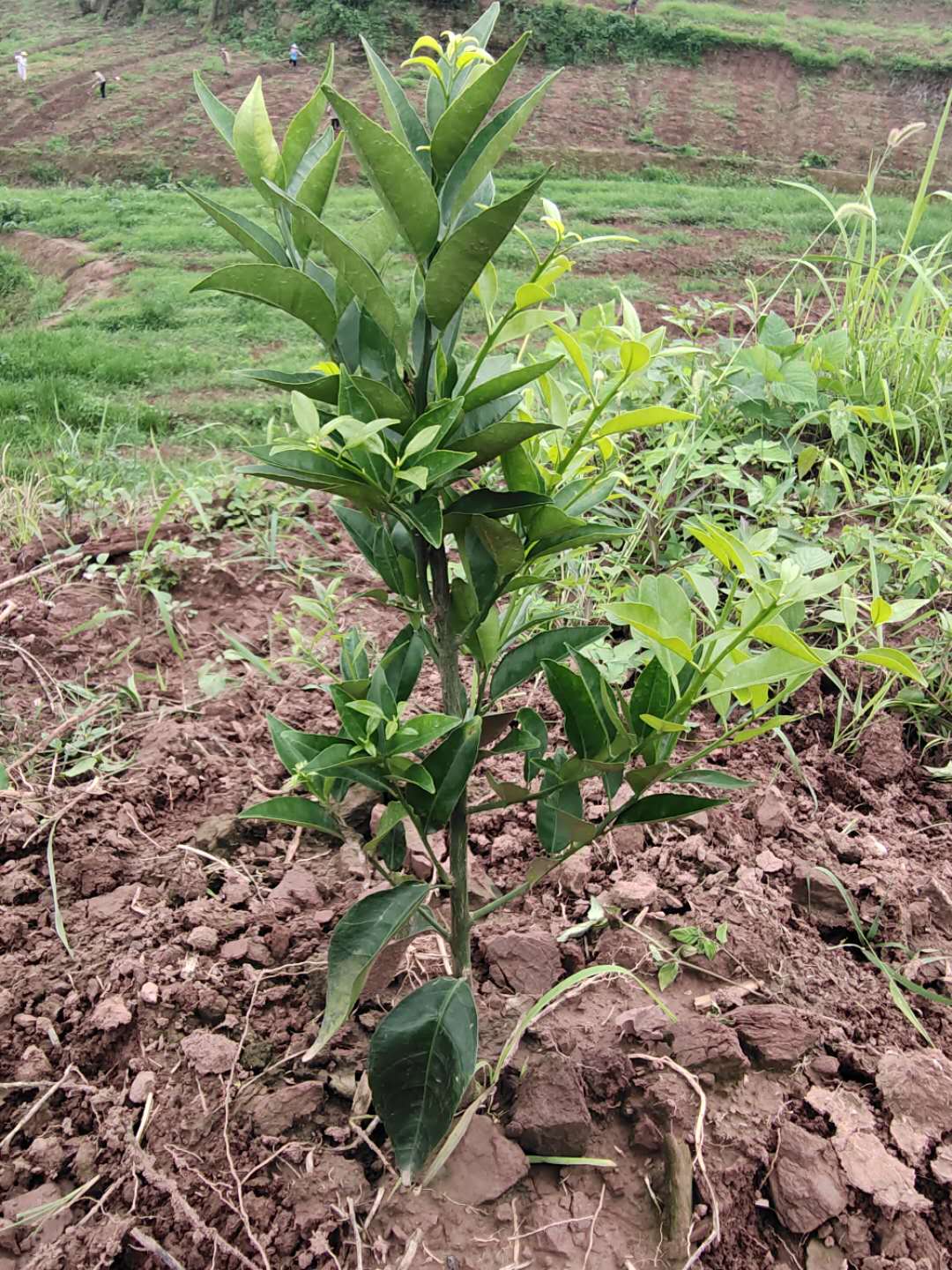 湖南樹人農林科技有限公司,湖南柑橘品種銷售,中國果樹網,常綠果樹類哪里好