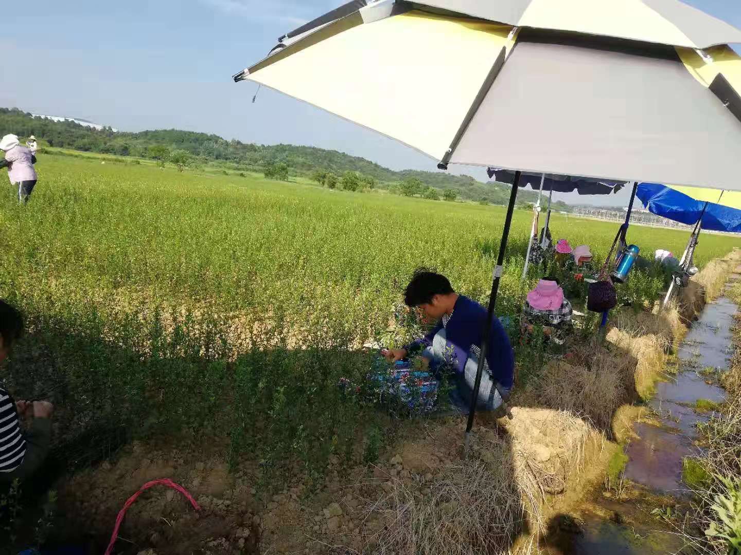 湖南樹人農(nóng)林科技有限公司,湖南柑橘品種銷售,中國果樹網(wǎng),常綠果樹類哪里好