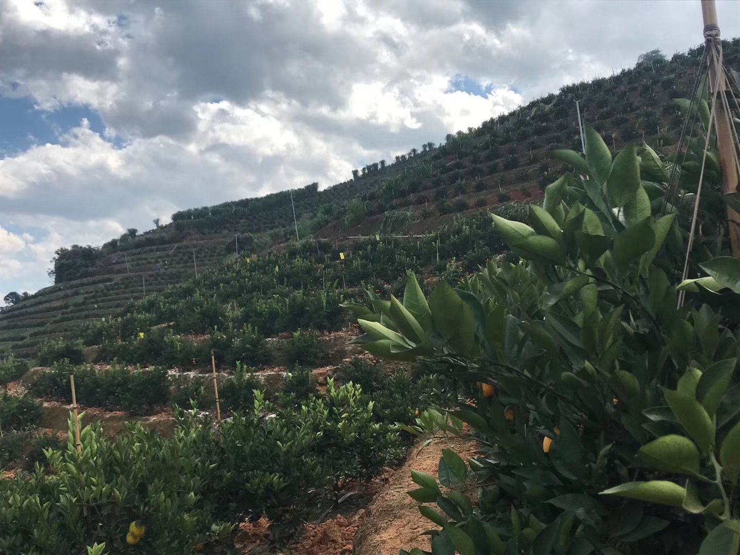 湖南樹人農林科技有限公司,湖南柑橘品種銷售,中國果樹網,常綠果樹類哪里好