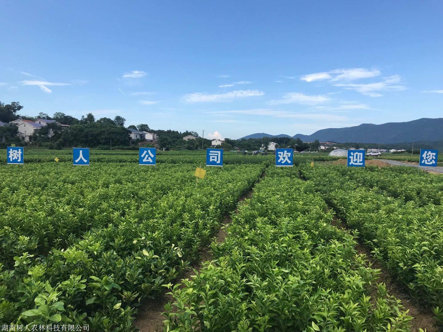 湖南樹人農林科技有限公司,湖南柑橘品種銷售,中國果樹網,常綠果樹類哪里好