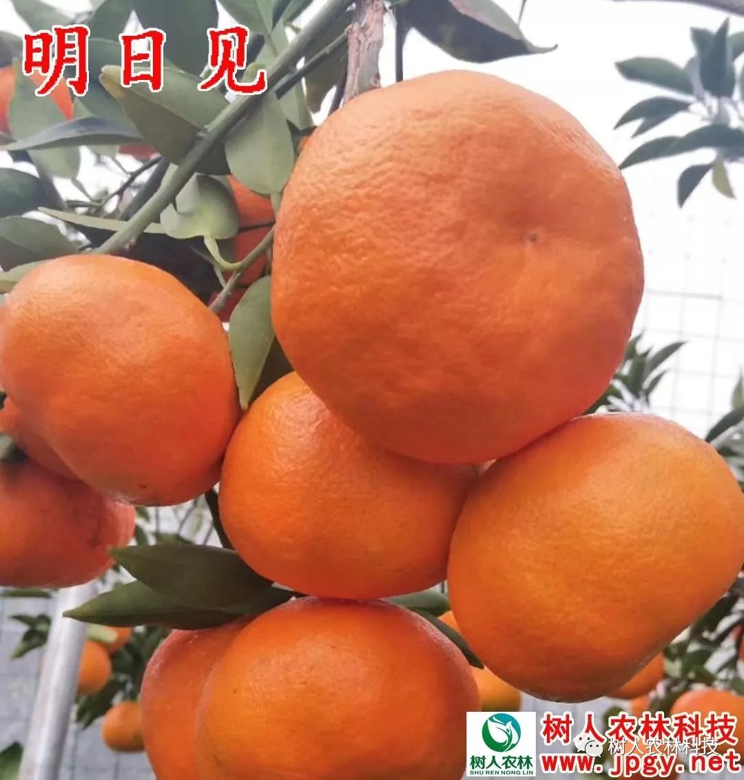 湖南樹人農林科技有限公司,湖南柑橘品種銷售,中國果樹網,常綠果樹類哪里好