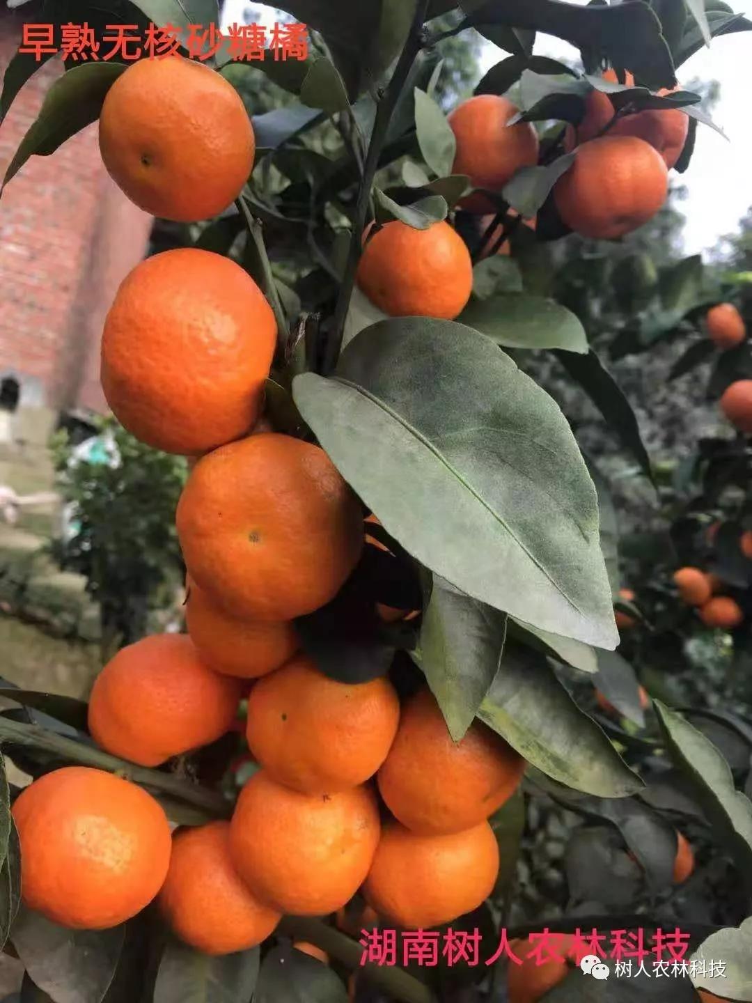 湖南樹人農林科技有限公司,湖南柑橘品種銷售,中國果樹網,常綠果樹類哪里好
