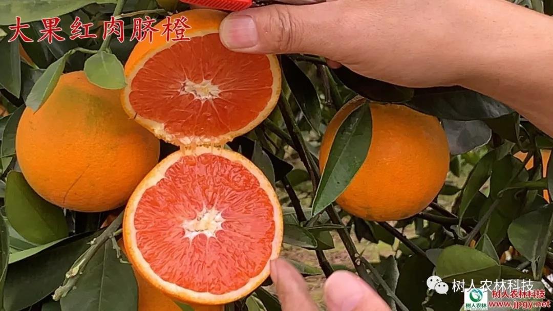 湖南樹人農林科技有限公司,湖南柑橘品種銷售,中國果樹網,常綠果樹類哪里好