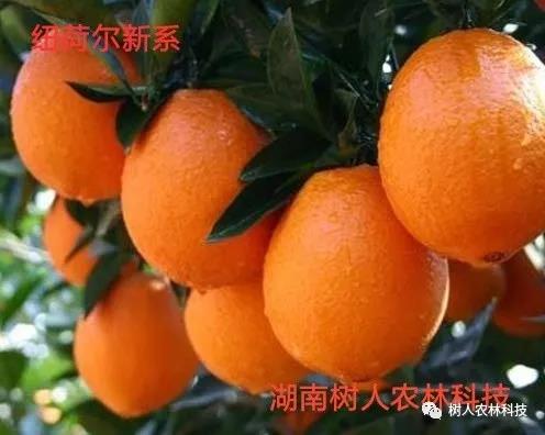 湖南樹人農林科技有限公司,湖南柑橘品種銷售,中國果樹網,常綠果樹類哪里好