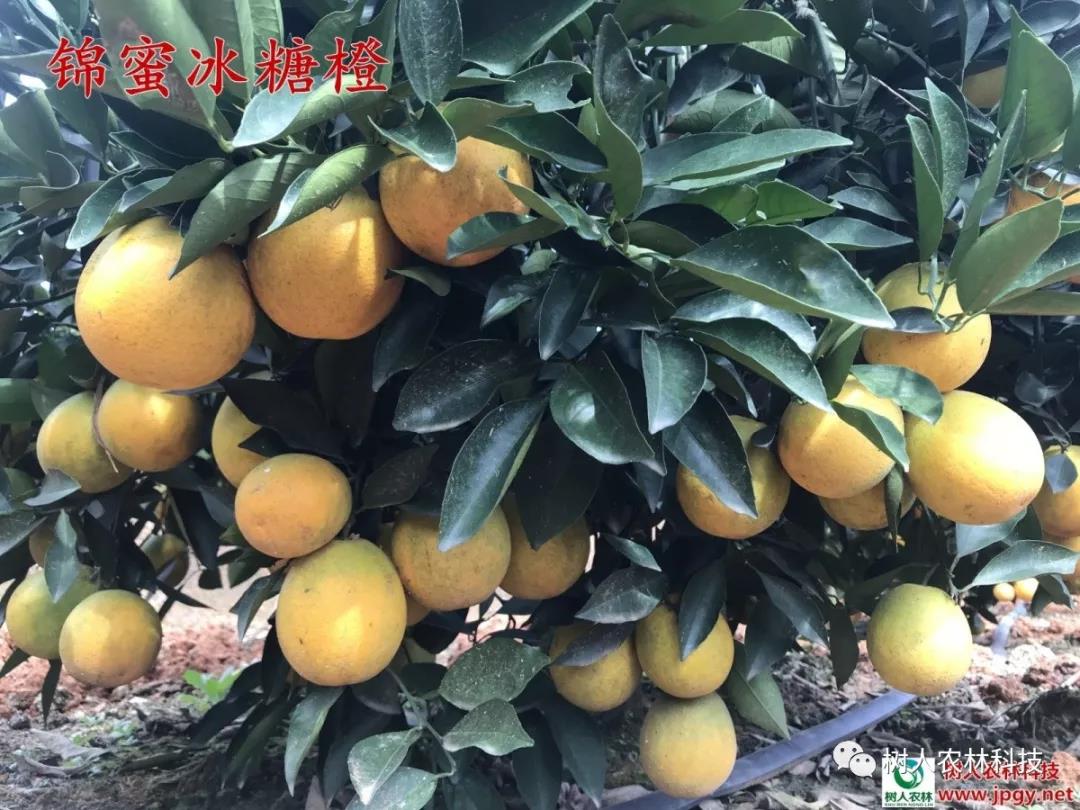 湖南樹人農林科技有限公司,湖南柑橘品種銷售,中國果樹網,常綠果樹類哪里好