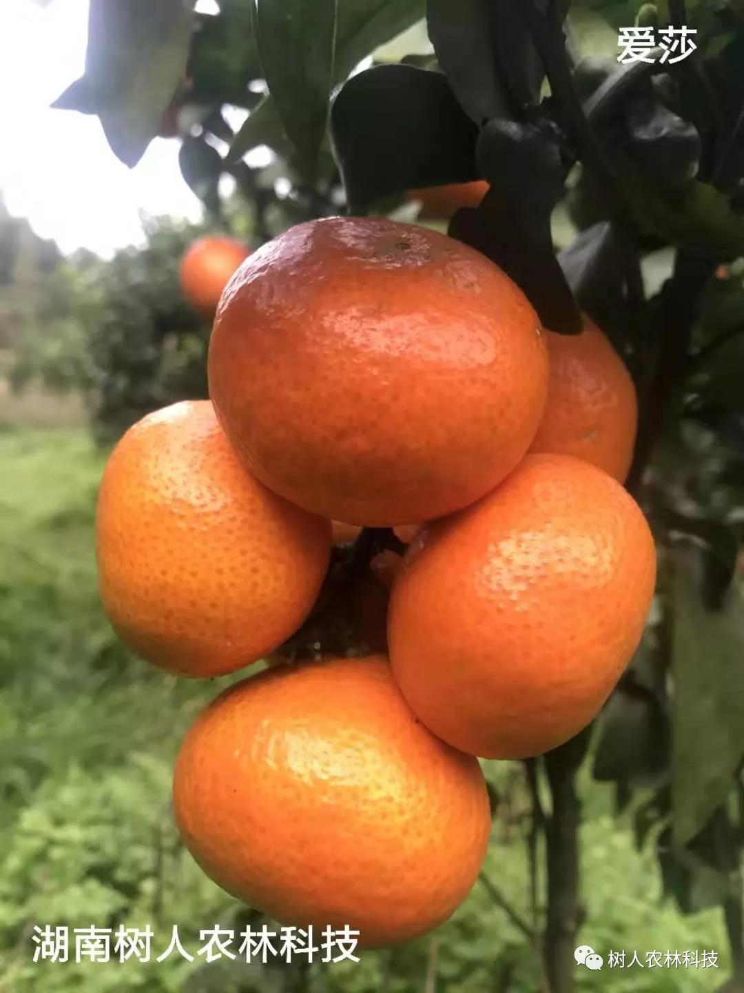 湖南樹人農林科技有限公司,湖南柑橘品種銷售,中國果樹網,常綠果樹類哪里好