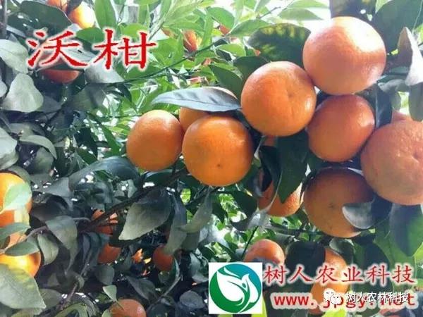 湖南樹人農林科技有限公司,湖南柑橘品種銷售,中國果樹網,常綠果樹類哪里好