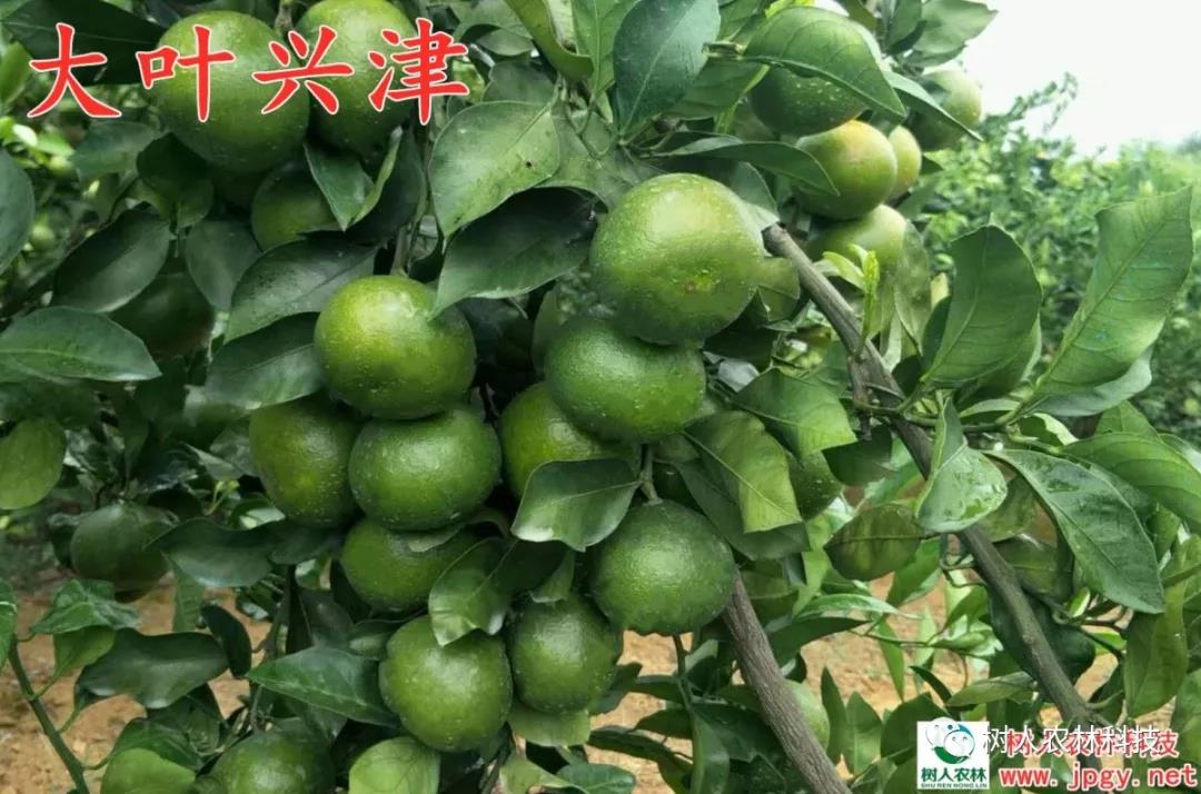 湖南樹人農林科技有限公司,湖南柑橘品種銷售,中國果樹網,常綠果樹類哪里好