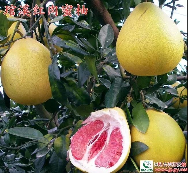 湖南樹人農林科技有限公司,湖南柑橘品種銷售,中國果樹網,常綠果樹類哪里好