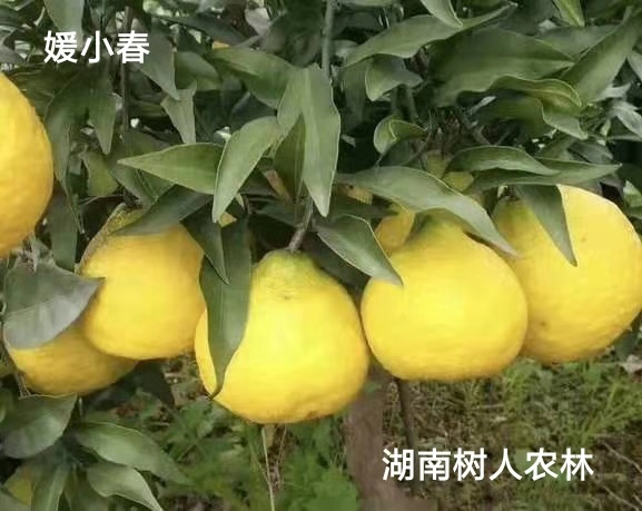 湖南樹人農林科技有限公司,湖南柑橘品種銷售,中國果樹網,常綠果樹類哪里好
