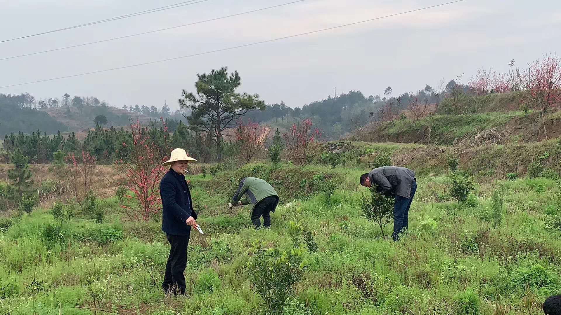 湖南樹人農(nóng)林科技有限公司,湖南柑橘品種銷售,中國果樹網(wǎng),常綠果樹類哪里好
