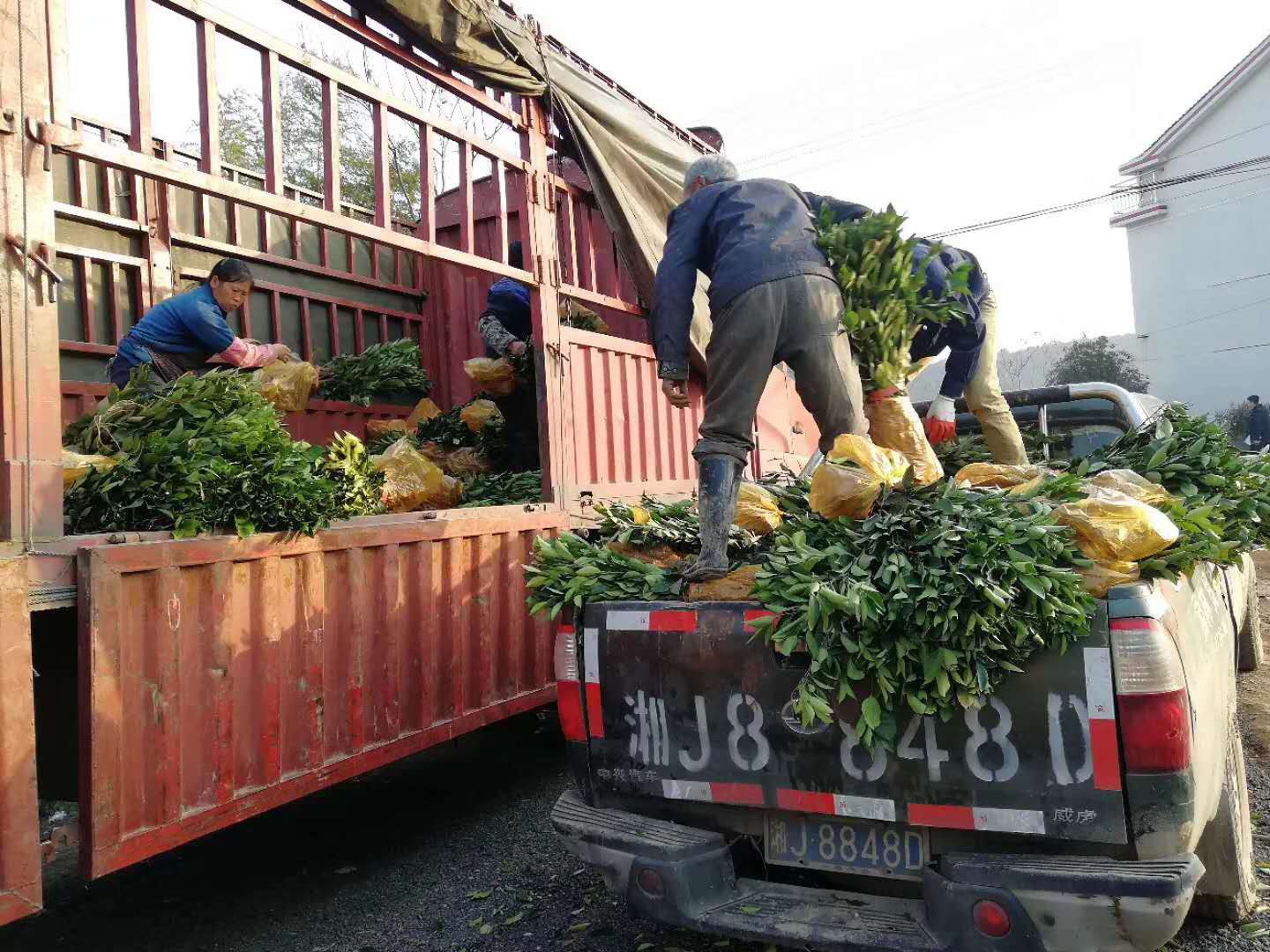 湖南樹人農(nóng)林科技有限公司,湖南柑橘品種銷售,中國果樹網(wǎng),常綠果樹類哪里好