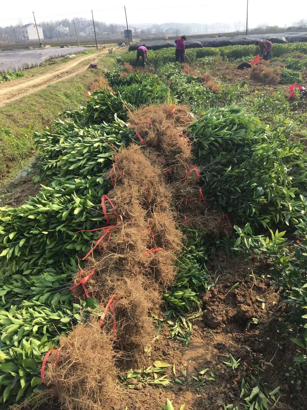 湖南樹人農(nóng)林科技有限公司,湖南柑橘品種銷售,中國果樹網(wǎng),常綠果樹類哪里好