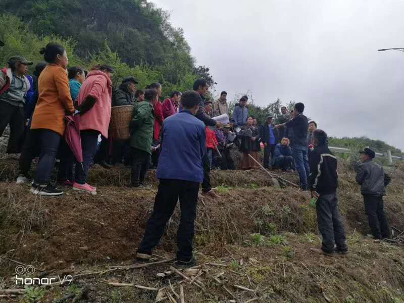 湖南樹人農林科技有限公司,湖南柑橘品種銷售,中國果樹網,常綠果樹類哪里好