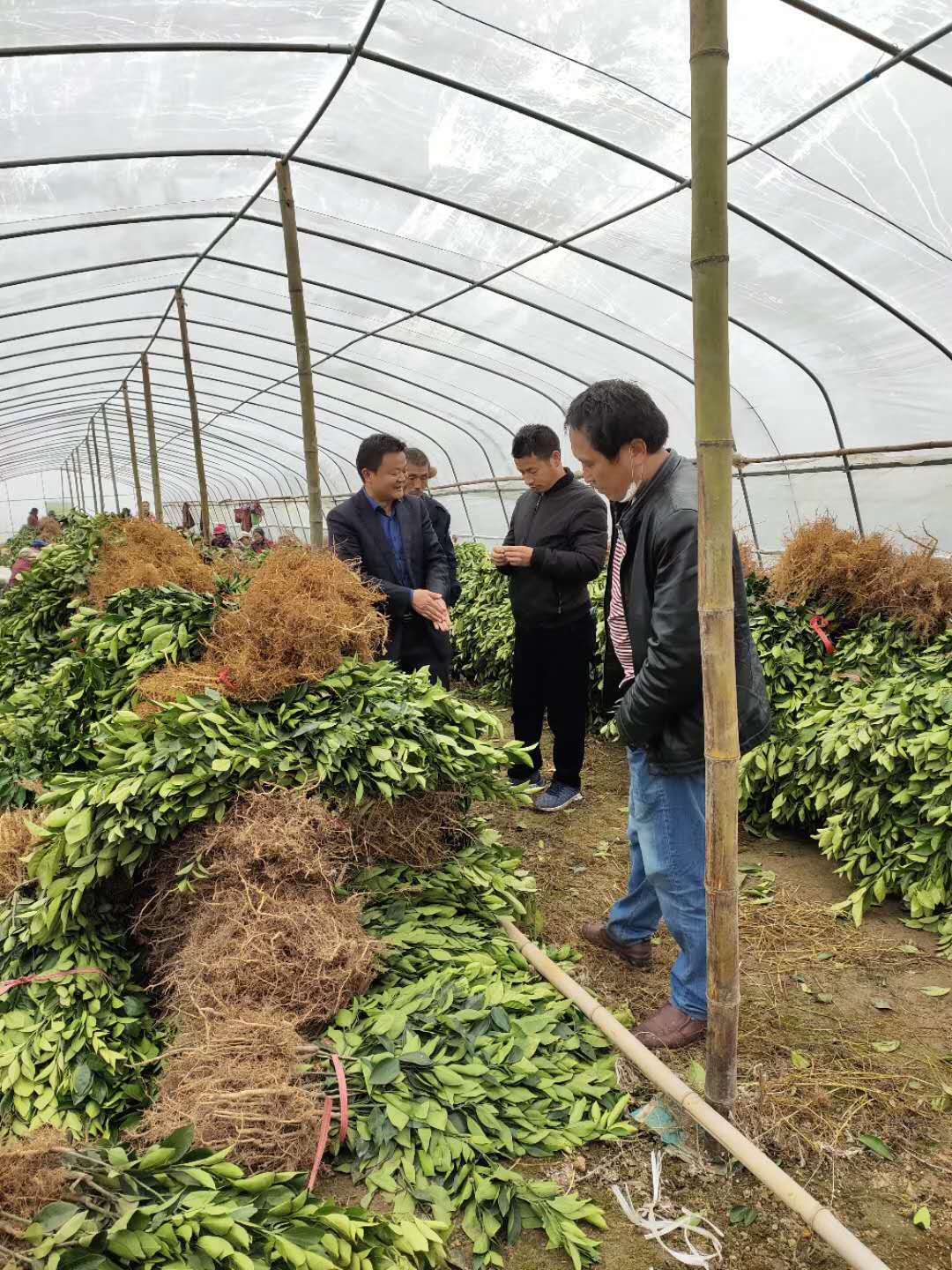 湖南樹人農林科技有限公司,湖南柑橘品種銷售,中國果樹網,常綠果樹類哪里好