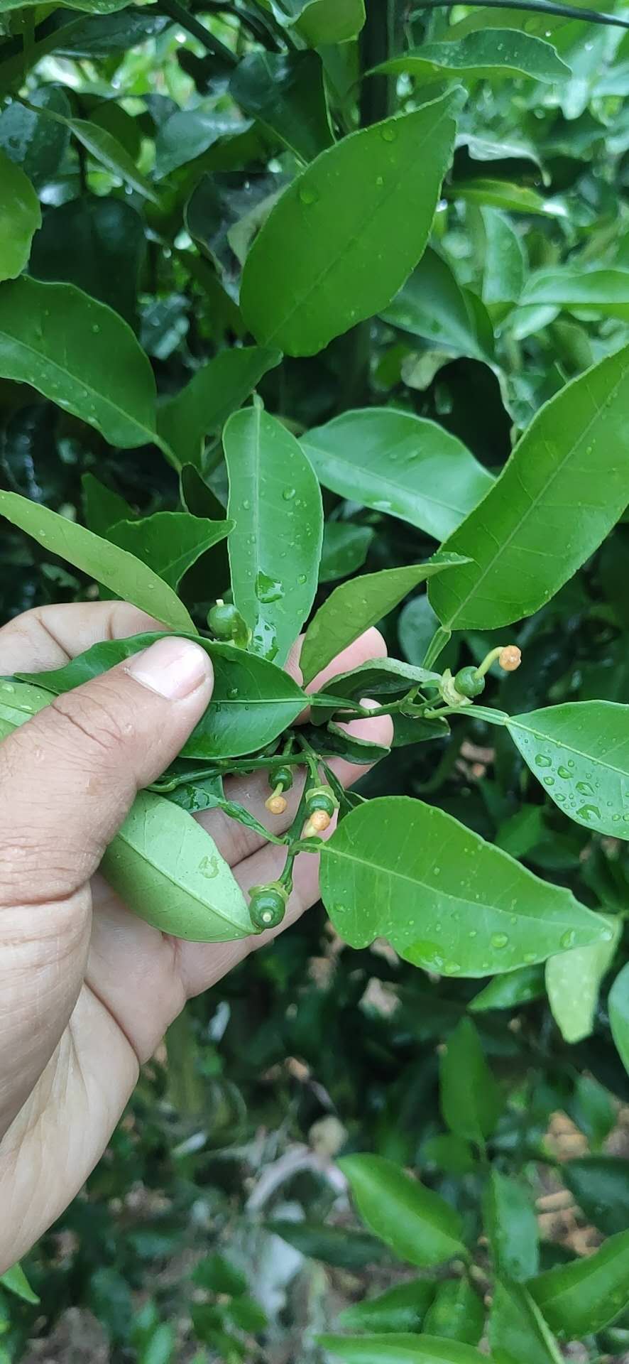 湖南樹人農林科技有限公司,湖南柑橘品種銷售,中國果樹網,常綠果樹類哪里好 湖南樹人農林科技有限公司,湖南柑橘品種銷售,中國果樹網,常綠果樹類哪里好