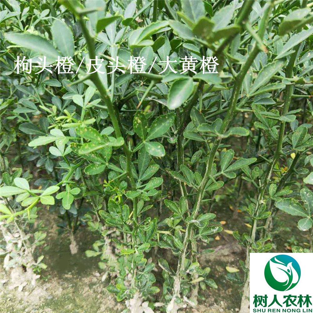 湖南樹人農林科技有限公司,湖南柑橘品種銷售,中國果樹網,常綠果樹類哪里好