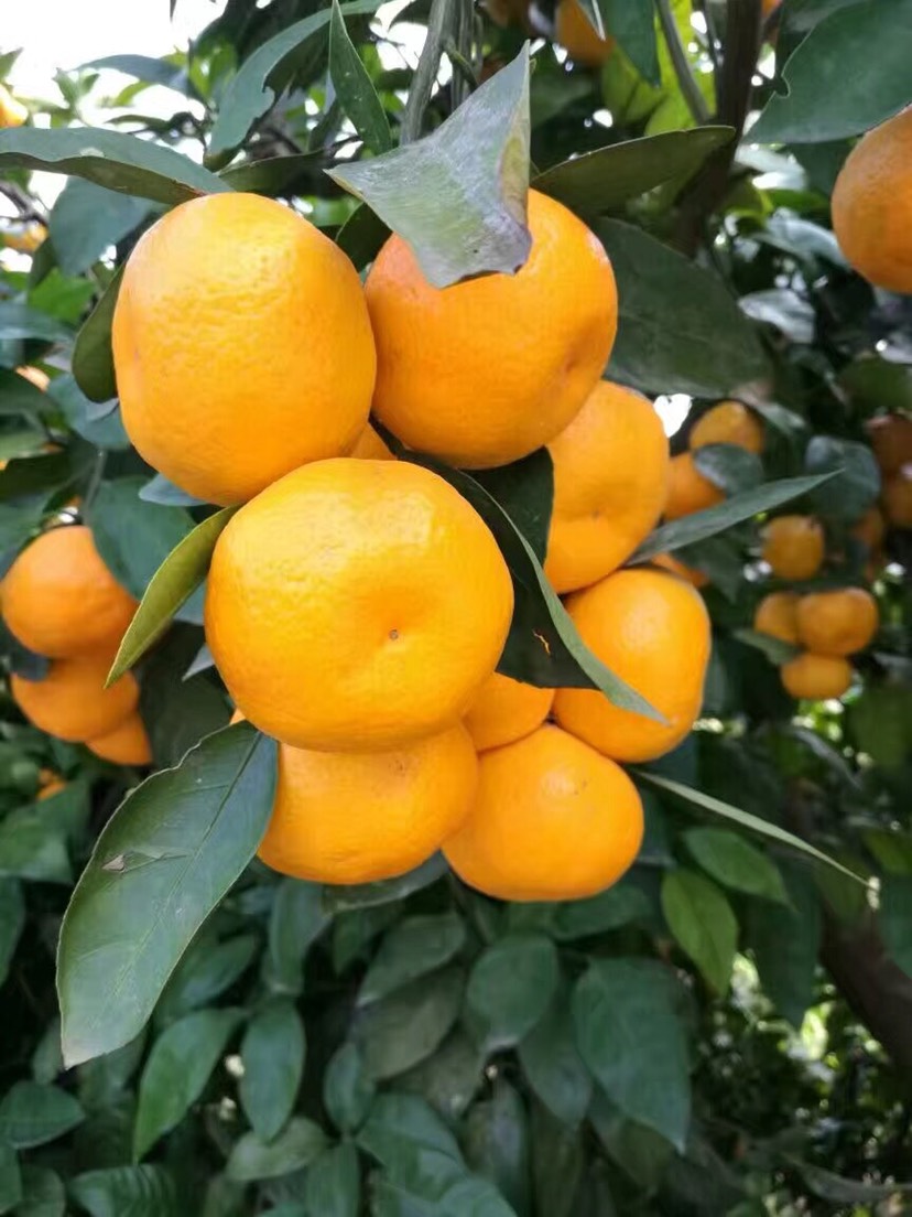 湖南樹人農(nóng)林科技有限公司,湖南柑橘品種銷售,中國果樹網(wǎng),常綠果樹類哪里好
