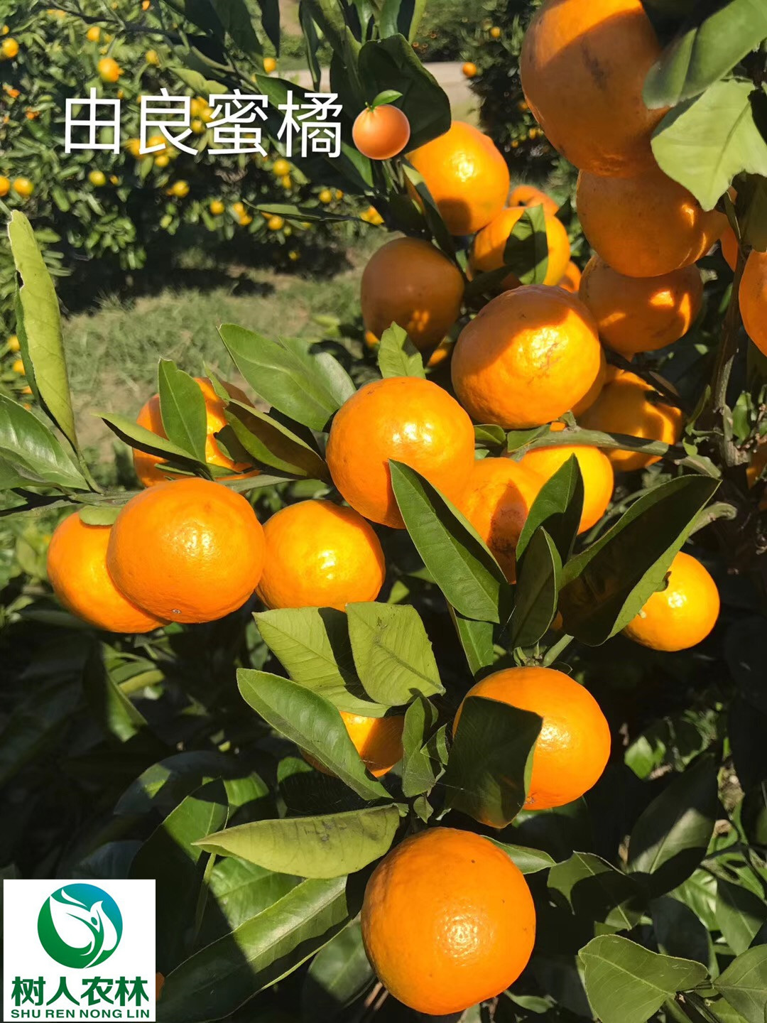 湖南樹人農(nóng)林科技有限公司,湖南柑橘品種銷售,中國果樹網(wǎng),常綠果樹類哪里好