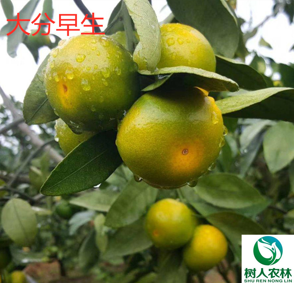 湖南樹人農(nóng)林科技有限公司,湖南柑橘品種銷售,中國果樹網(wǎng),常綠果樹類哪里好