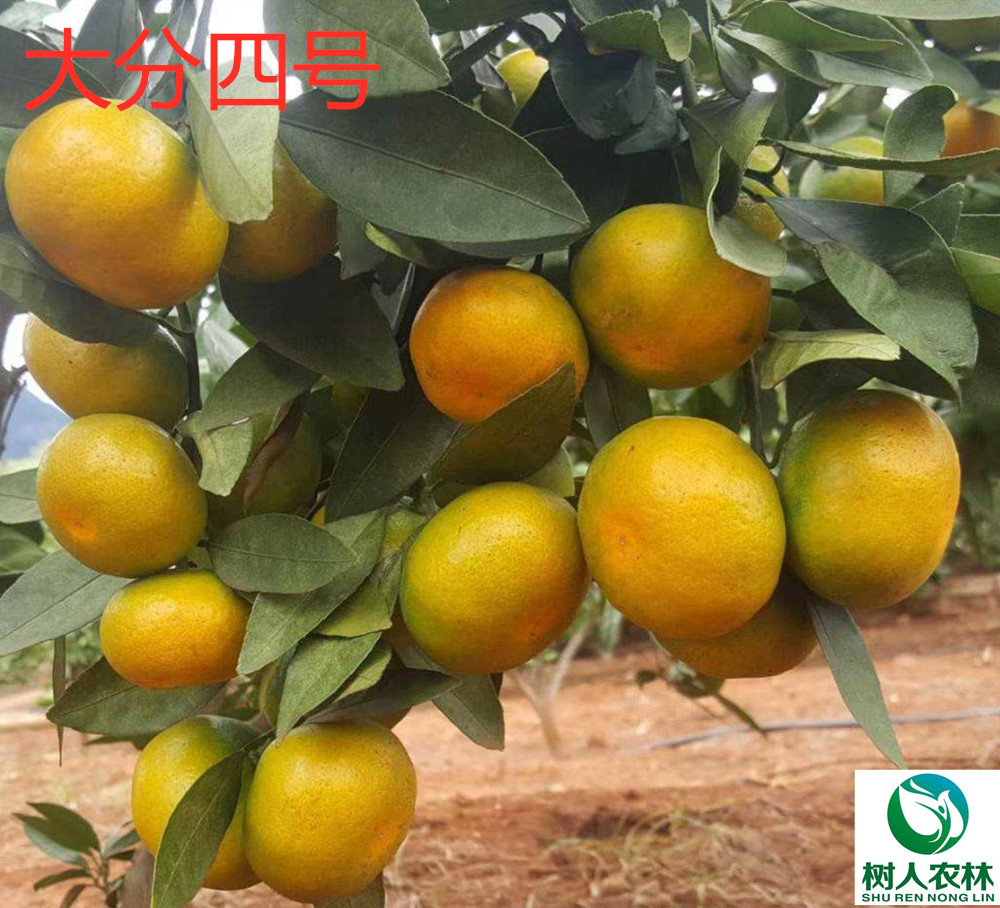 湖南樹人農(nóng)林科技有限公司,湖南柑橘品種銷售,中國果樹網(wǎng),常綠果樹類哪里好