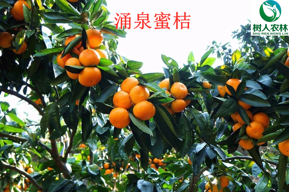 湖南樹人農(nóng)林科技有限公司,湖南柑橘品種銷售,中國果樹網(wǎng),常綠果樹類哪里好