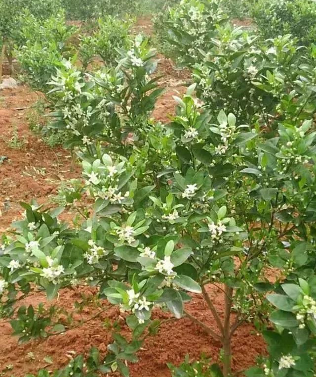 湖南樹人農林科技有限公司,湖南柑橘品種銷售,中國果樹網,常綠果樹類哪里好 湖南樹人農林科技有限公司,湖南柑橘品種銷售,中國果樹網,常綠果樹類哪里好