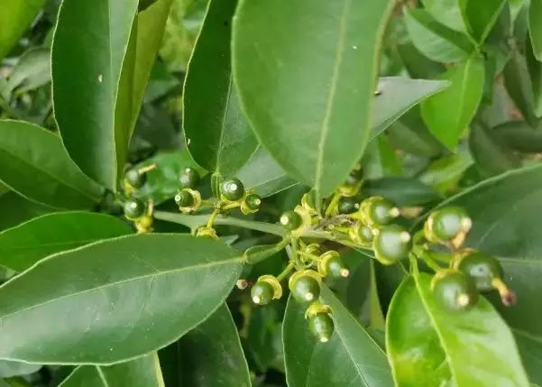 湖南樹人農林科技有限公司,湖南柑橘品種銷售,中國果樹網,常綠果樹類哪里好 湖南樹人農林科技有限公司,湖南柑橘品種銷售,中國果樹網,常綠果樹類哪里好