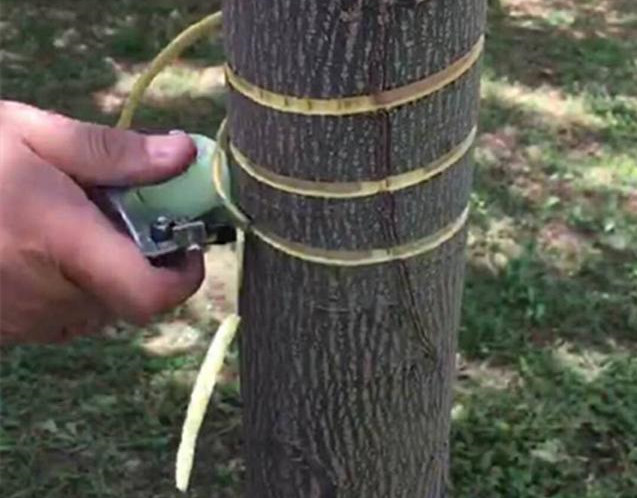 湖南樹人農林科技有限公司,湖南柑橘品種銷售,中國果樹網,常綠果樹類哪里好 湖南樹人農林科技有限公司,湖南柑橘品種銷售,中國果樹網,常綠果樹類哪里好