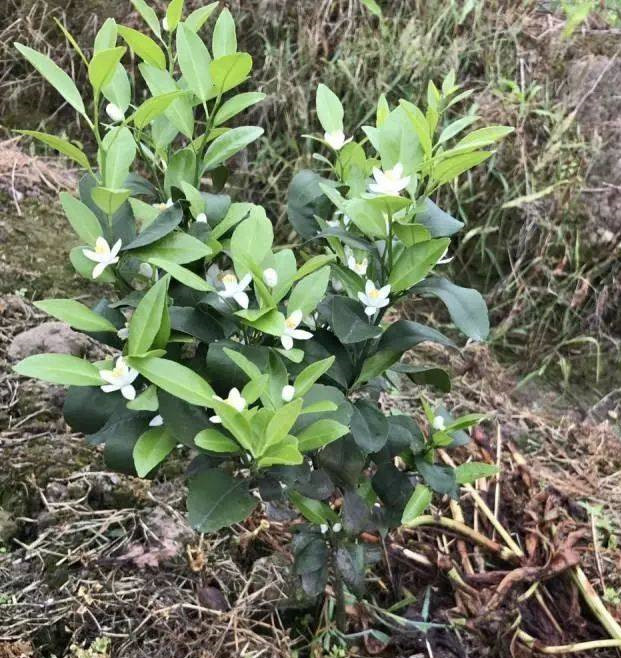 湖南樹人農林科技有限公司,湖南柑橘品種銷售,中國果樹網,常綠果樹類哪里好 湖南樹人農林科技有限公司,湖南柑橘品種銷售,中國果樹網,常綠果樹類哪里好