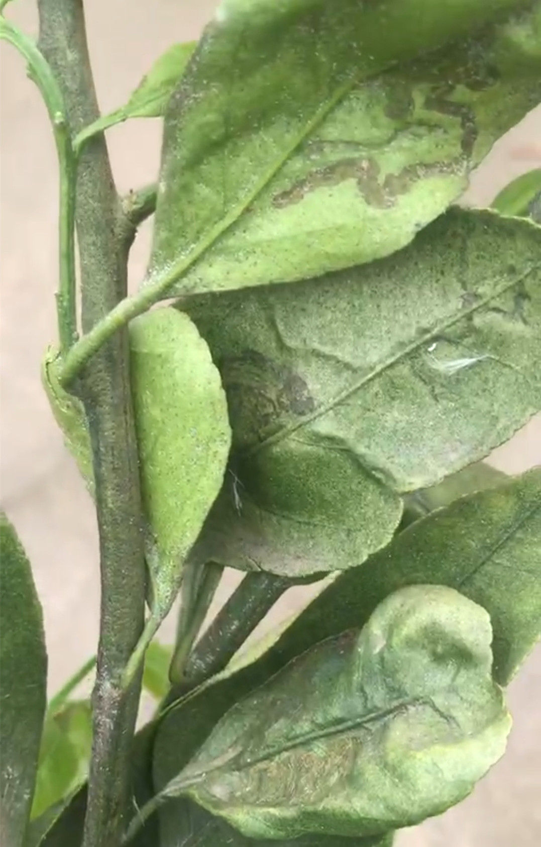 湖南樹人農林科技有限公司,湖南柑橘品種銷售,中國果樹網,常綠果樹類哪里好