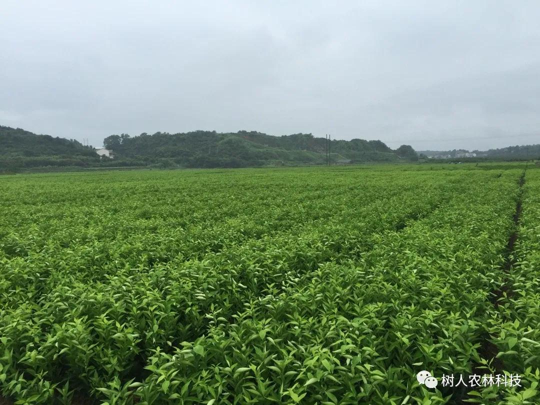 湖南樹人農林科技有限公司,湖南柑橘品種銷售,中國果樹網,常綠果樹類哪里好