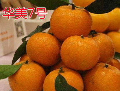 湖南樹人農林科技有限公司,湖南柑橘品種銷售,中國果樹網,常綠果樹類哪里好