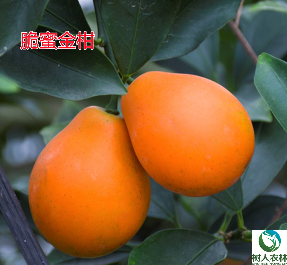 湖南樹人農林科技有限公司,湖南柑橘品種銷售,中國果樹網,常綠果樹類哪里好