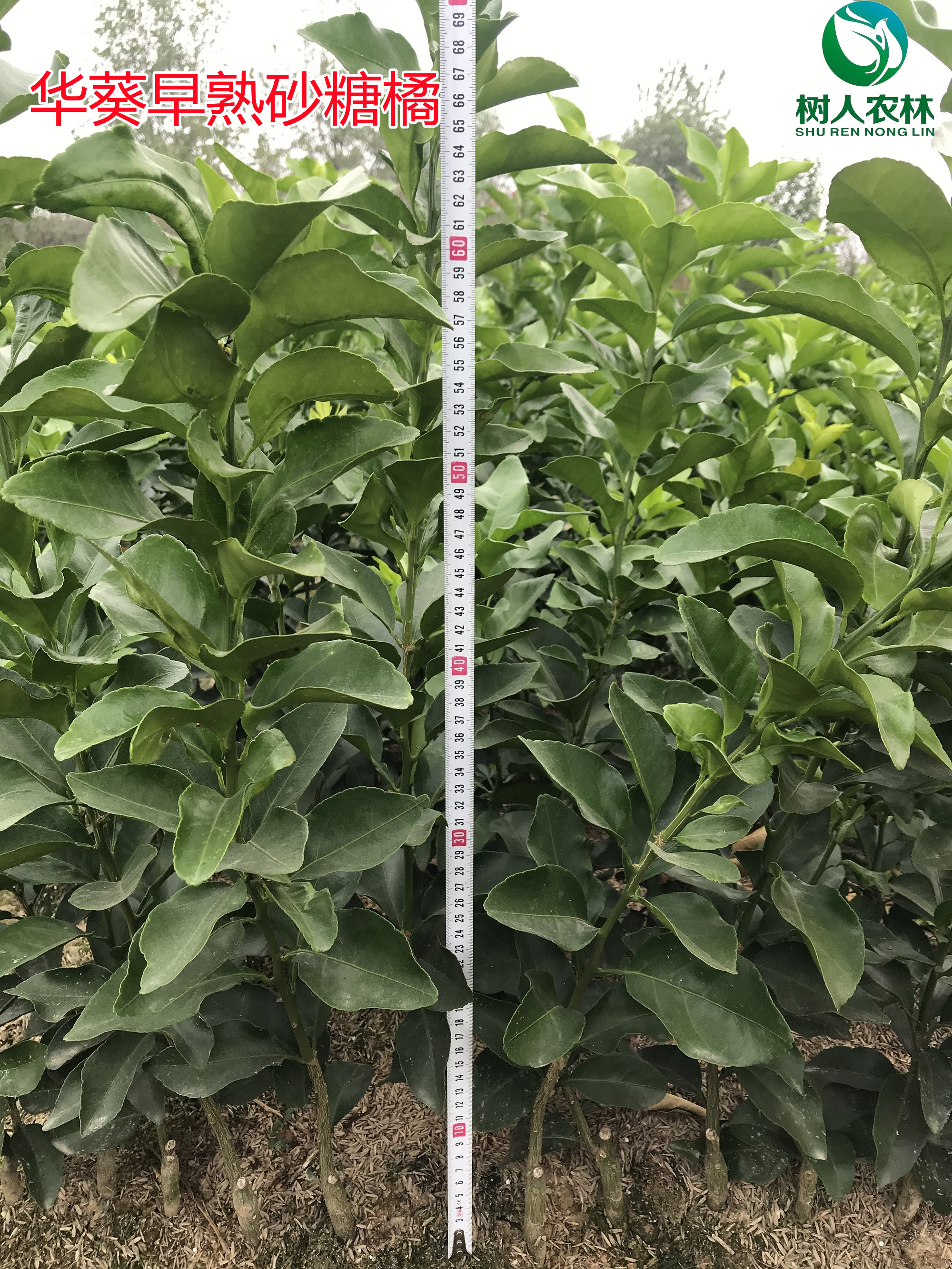 湖南樹人農林科技有限公司,湖南柑橘品種銷售,中國果樹網,常綠果樹類哪里好