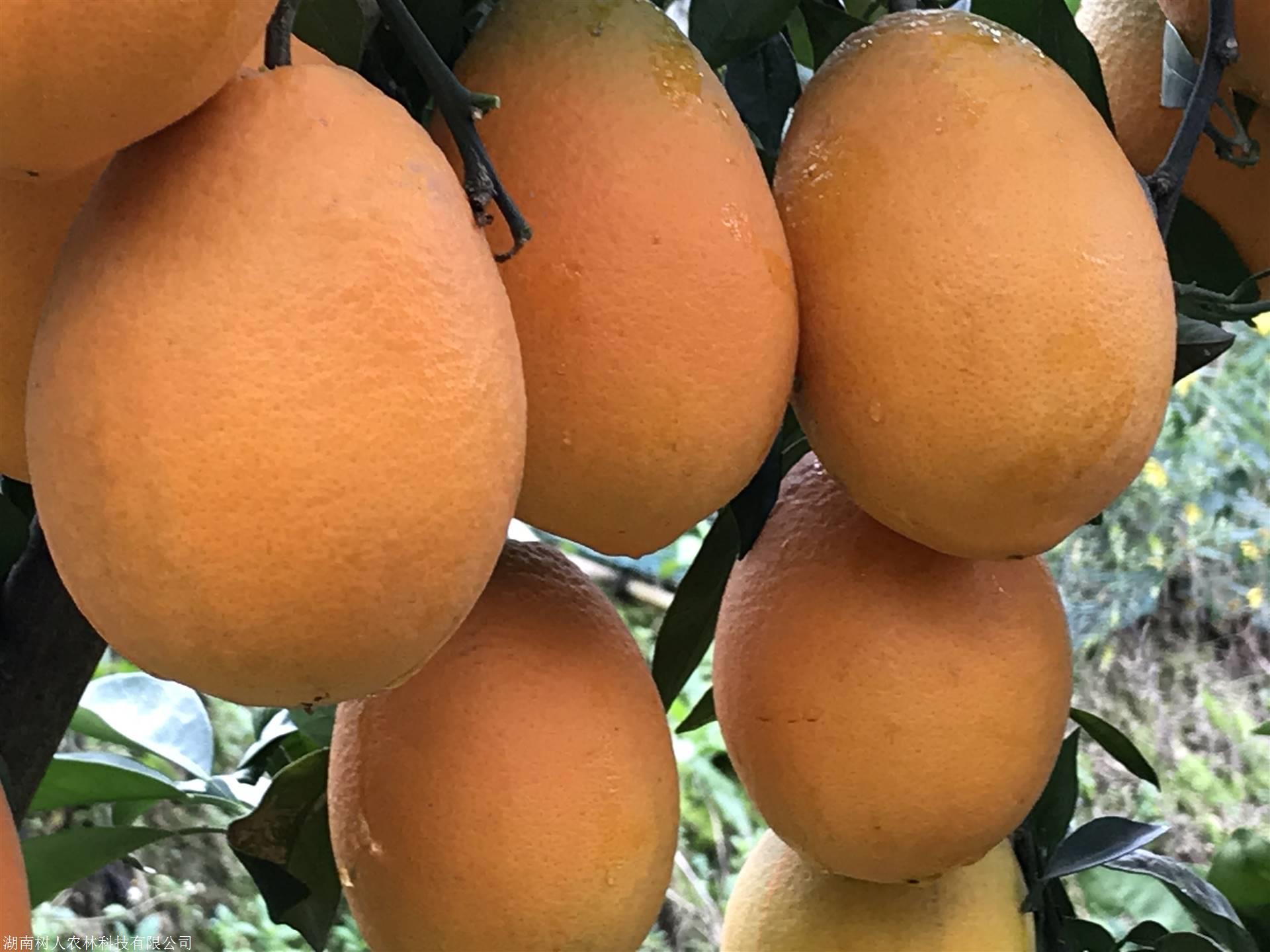 湖南樹人農林科技有限公司,湖南柑橘品種銷售,中國果樹網,常綠果樹類哪里好